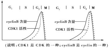 美洲杯举办时间的变迁，从传统周期到近年来的不规律